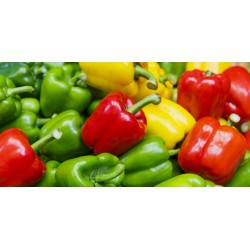 Pimiento
