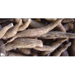 Yuca